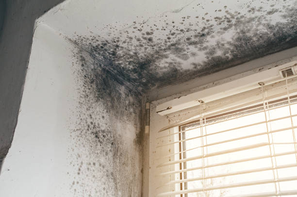 Mold Removal service in Boxborough